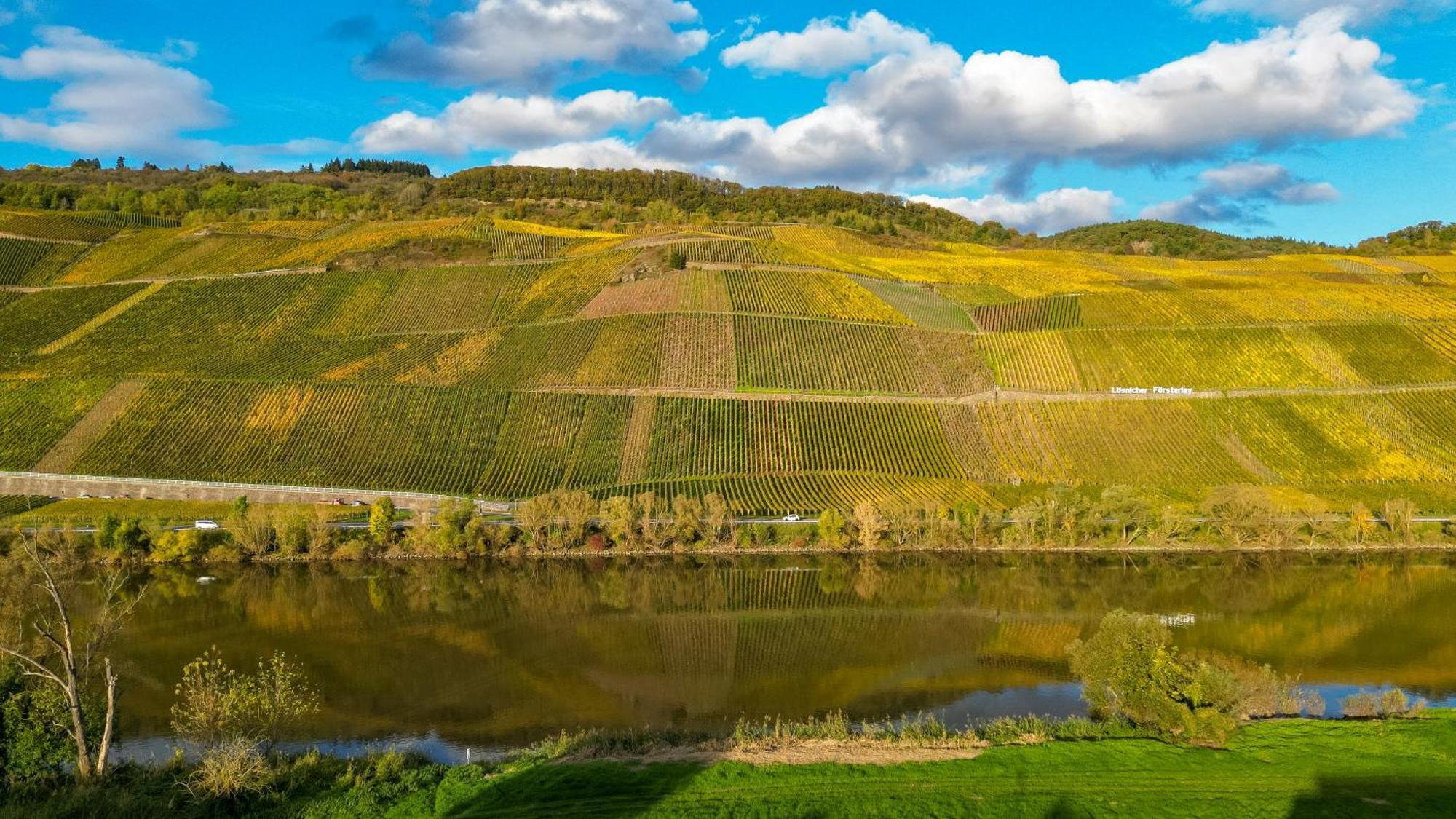 Moselappartements By Weingut Marco Adamy Lösnich Eksteriør billede